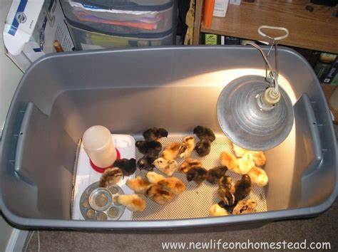 brooding box for baby chicks